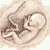 umblicalcord.gif