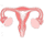 uterus.gif